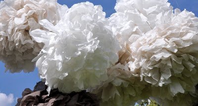 pompon